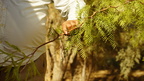 Crown of Thorns
